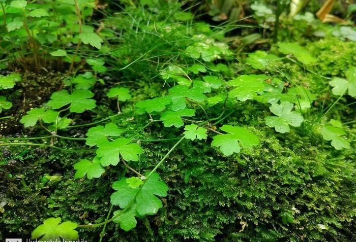 水草资料几种天胡荽介绍
