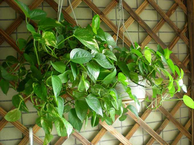 绿萝插杆需注意多多了解才能养得更好