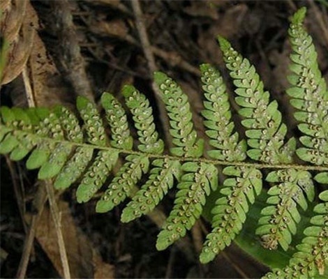 毛青杠的功效及作用