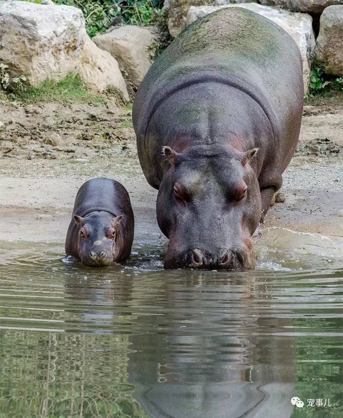 我竟然被一只卖萌吐舌头的小河马撩到了,好乖好治愈!
