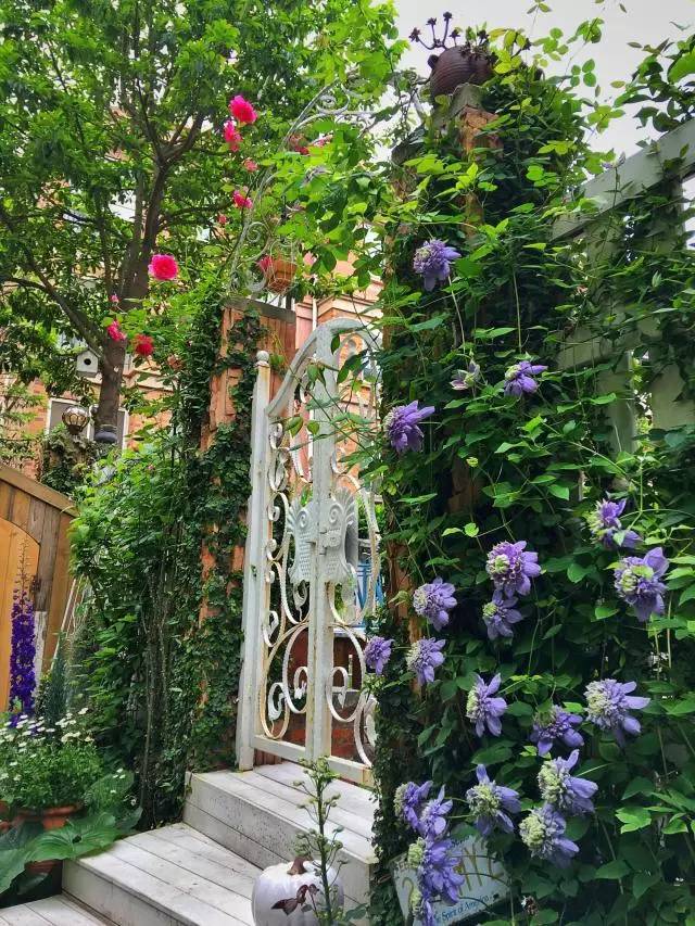 别人家的花园│半夏的花园故事