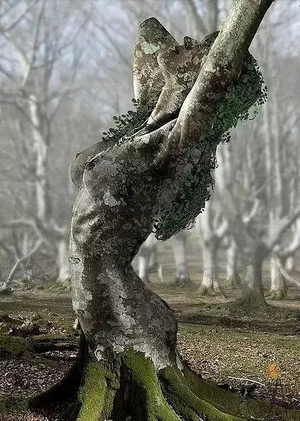 这些树太奇葩了,见过一棵算你厉害!