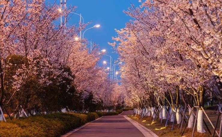 春日限定樱花列车上线!快来苏州科技城打卡-苏州手机搜狐焦点