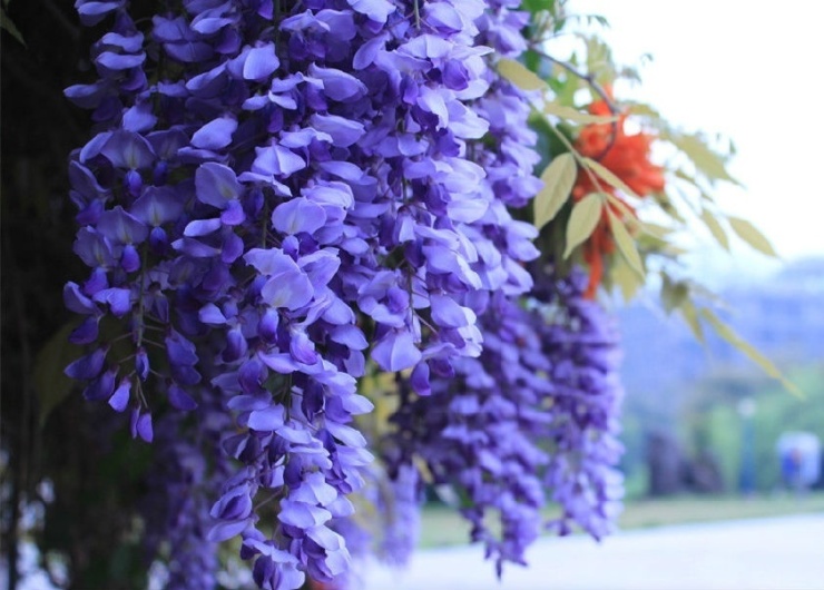 紫藤萝图片及简介