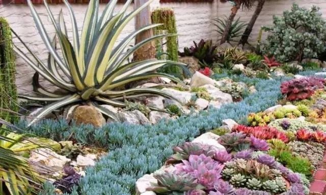 用多肉来做户外景观太任性了