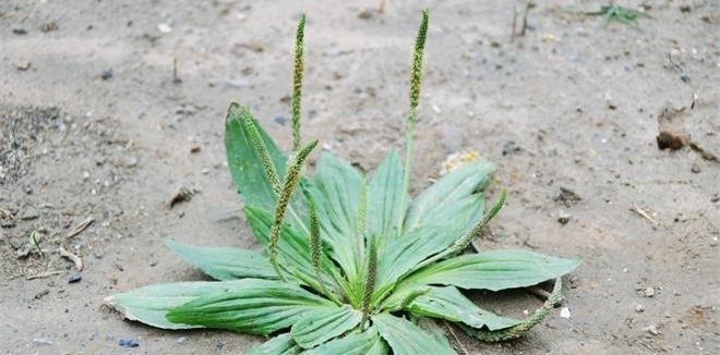 打官司草药用价值以及食用方法介绍