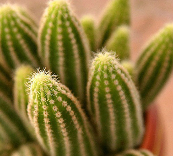 可选用山竹花,文竹,富贵竹,常青藤等.