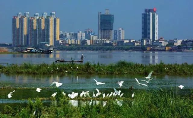 駁岸景觀綠地建設,完成了穿紫河,楊橋河,新河渠兩岸以及濱湖,朝陽湖