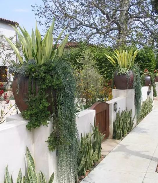 40个多肉庭院,太美了.